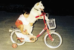 bicycle